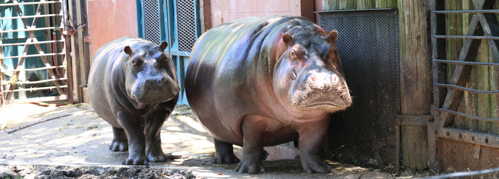 Louisians purchase gardens and Zoo Hippos - City of Monroe, LA